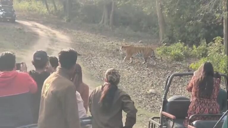 कॉर्बेट में रोमांच की वापसी! 15 अक्टूबर से शुरू होगा पर्यटन सत्र, खुलेगा बिजरानी जोन