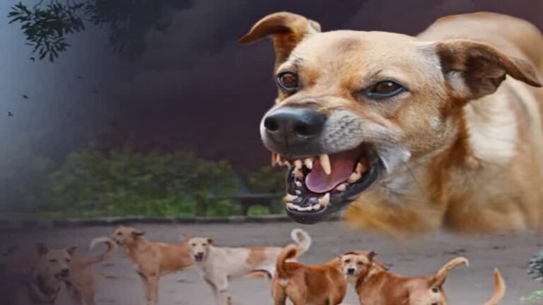 देहरादून में लोगों को स्ट्रीट डॉग से मिलेगी निजात, एग्रेसिव व्यवहार मिला तो भेजा जाएगा डॉग शेल्टर सेंटर