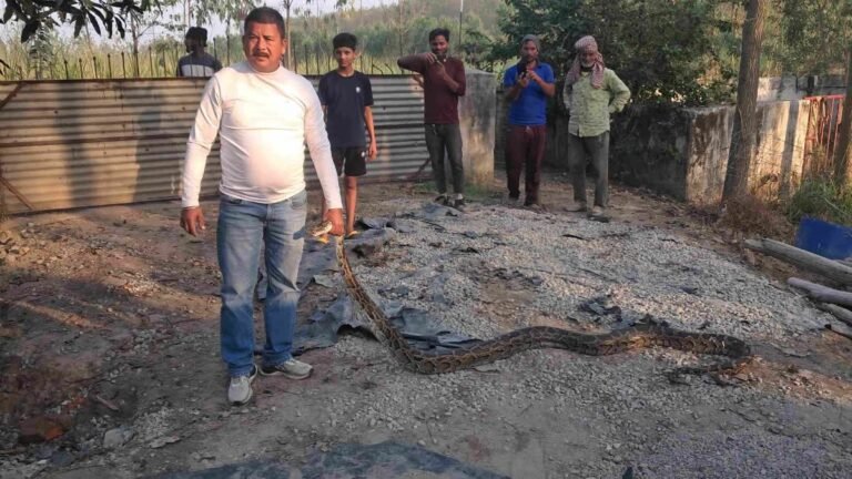 रुद्रपुर में घर के आंगन में दिखा विशालकाय इंडियन रॉक पायथन, लोगों में मचा हड़कंप