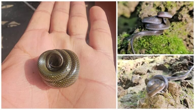 विकासनगर में दुर्लभ लाइकोडोन जारा सांप का रेस्क्यू, पछुवादून में पहली बार दिखी ट्विन-स्पॉटेड वुल्फ स्नेक प्रजाति