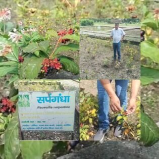 सर्पगंधा : हल्द्वानी में उपलब्ध आयुर्वेदिक चमत्कारी पौधा, जो साँपों को करता है दूर और स्वास्थ्य को देता है बल