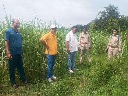 बरसात में हाथियों का तांडव शुरू: पदमपुर देवलिया में धान और गन्ने की फसल बर्बाद, किसानों में दहशत