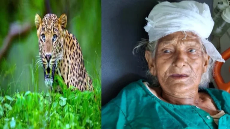 अल्मोड़ा में घर में घुसा गुलदार, 88 वर्षीय बुजुर्ग महिला पर किया हमला