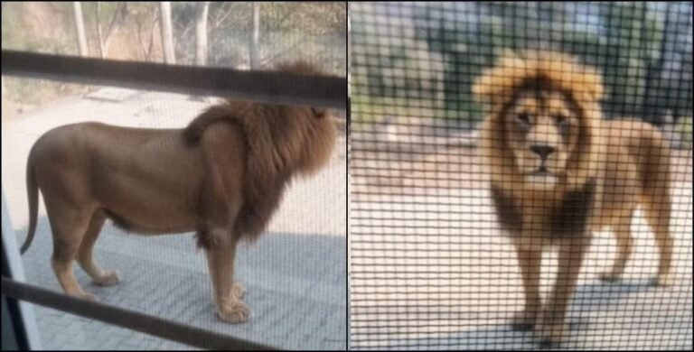 छुट्टी नहीं मिली तो मजदूर ने बनाया AI का बब्बर शेर, वायरल वीडियो से वन विभाग में मचा हड़कंप