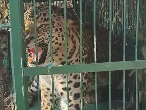 महत गांव में वन विभाग ने गुलदार को पकड़ा:गुलदार के आतंक से लंबे समय से परेशान थे ग्रामीण, ट्रैप कैमरा और पिंजरा लगाया था