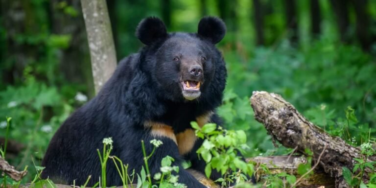 दहशत पार्ट 5 : अब यहां भालू को आता देख एक छात्रा हुई चोटिल, दूसरी बेहोश