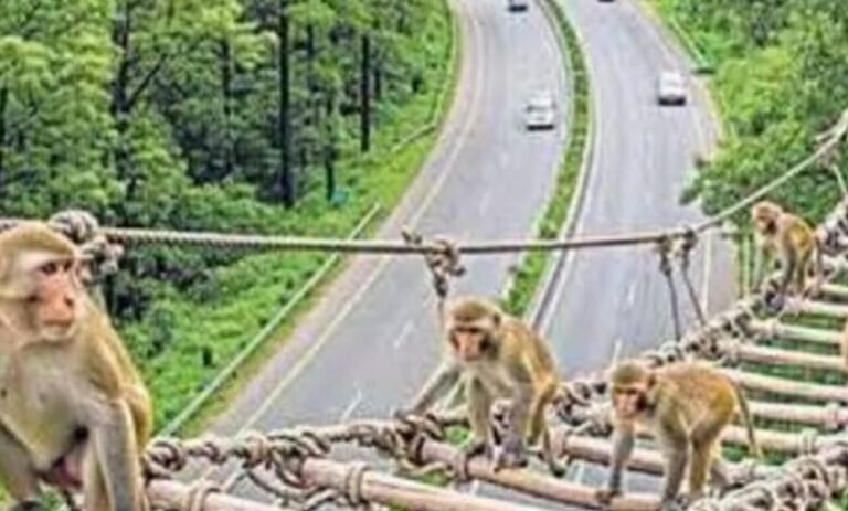 देहरादून-दिल्ली एक्सप्रेसवे पर अनोखी पहल मंकी लैडर बनेगा वन्यजीवों की सुरक्षा की मिसाल
