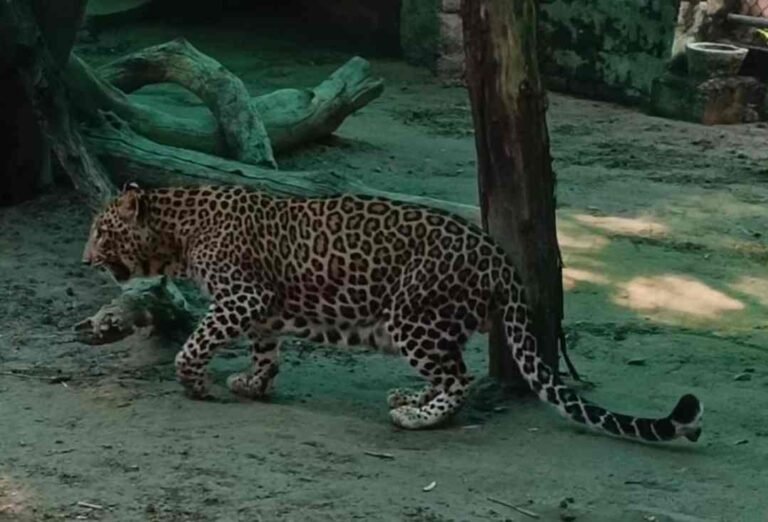 Nainital – गुलदार के हमले में एक और महिला की मौत