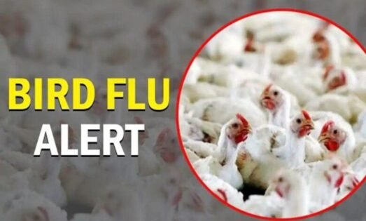 सितारगंज बर्ड फ्लू संक्रमित क्षेत्र घोषित, सैकड़ों मुर्गियां दफन