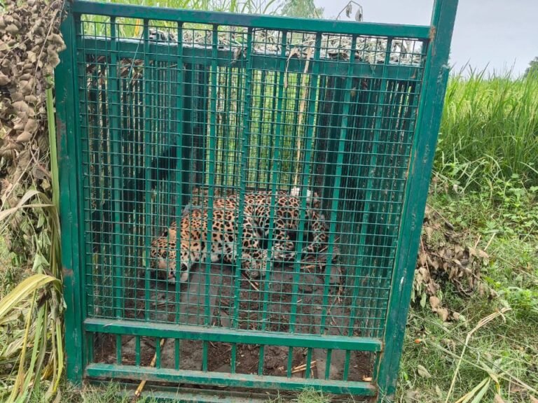 गांव में दहशत फैलाने वाली मादा गुलदार आखिरकार पकड़ी गयी !