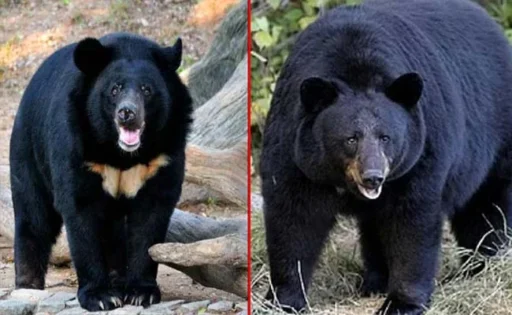 भालू के आतंक से ग्रामीणों को शीघ्र मिलेगी निजात :  – वन विभाग के अधिकारियों को दिए भालू को आदमखोर घोषित करने निर्देश