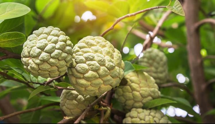 Health Tips: एक बार खाये और देखे कैसे होता है इस फल से आपके सेहत पर चमत्कार