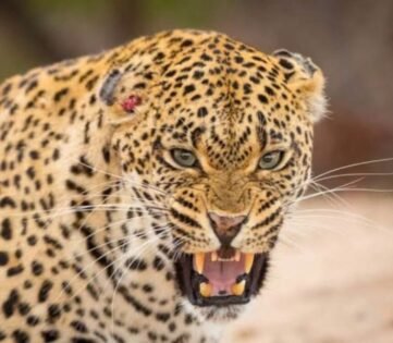 Leopard Attack in Pauri : सोते हुए मासूम को झोपड़ी से उठा ले गया गुलदार