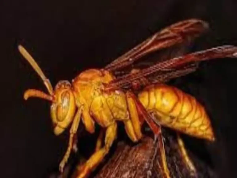 जाते वक्त ततैयों का छात्रों पर हमला, अभिभावकों ने स्कूल भेजने से किया इंकार